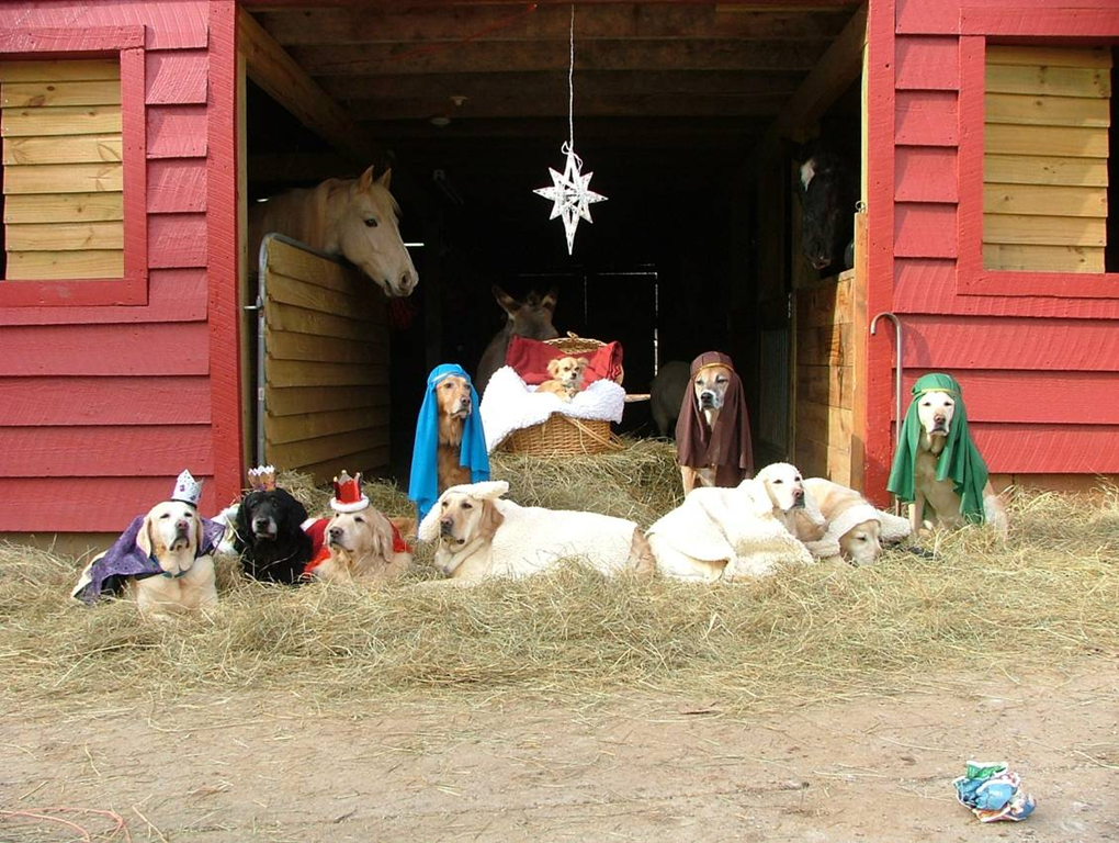 Fun Nativity Scene! :D