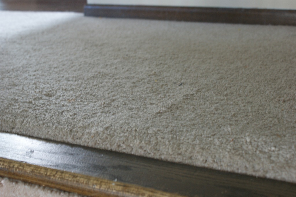 Tigressa SoftStyle Carpet from Carpet One + Giveaway!