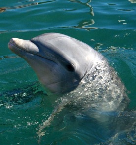 Swimmin’ With the Dolphins