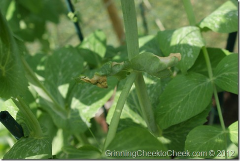 wilting peas in garden