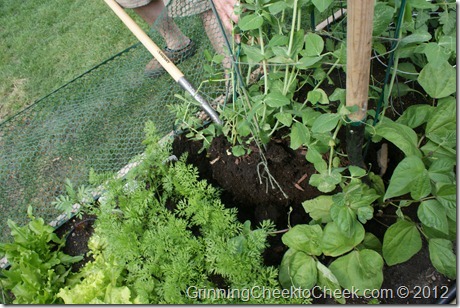 transferring peas