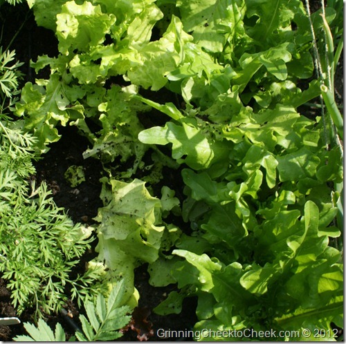 backyard garden lettuce