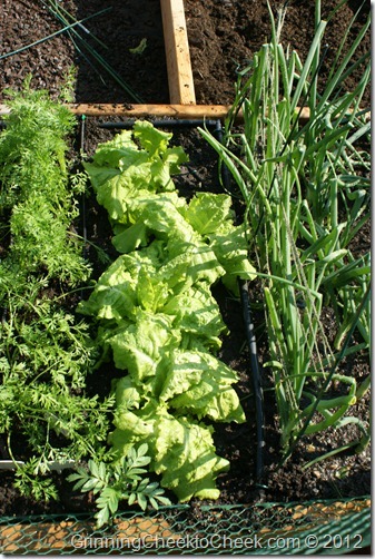 row of lettuce