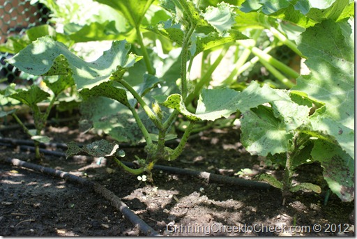 large tomato plants