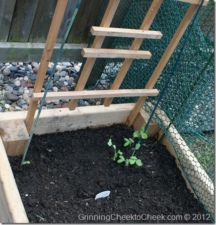 pea seedlings