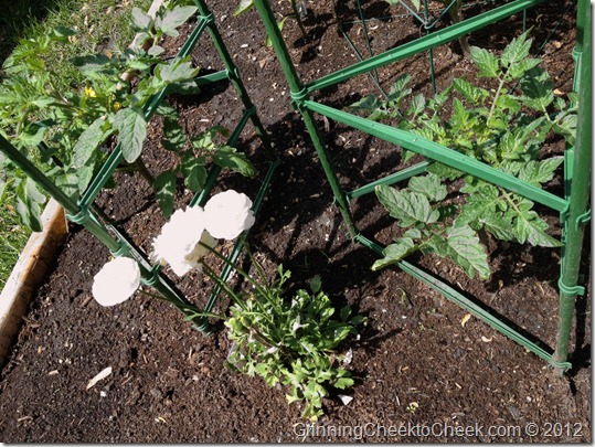 color vegetable garden