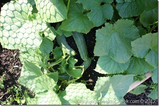 cucumbers in the garden