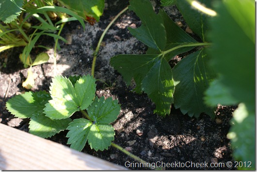 Home Grown Strawberries