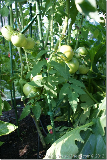 Green Tomatoes