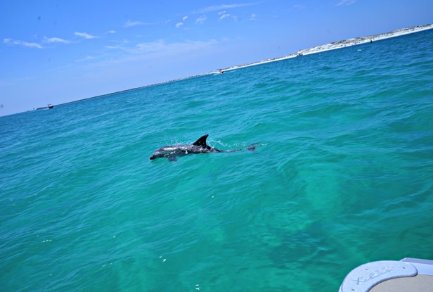 Destin Dolphins