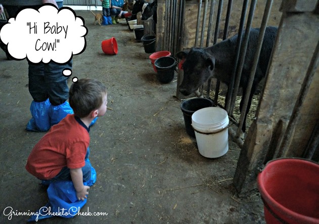 Dairy Farm Tour 8