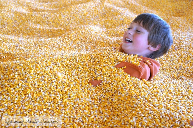 Twin Cities Harvest Festival and Maze