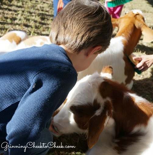 Petting Farm Corn Maze