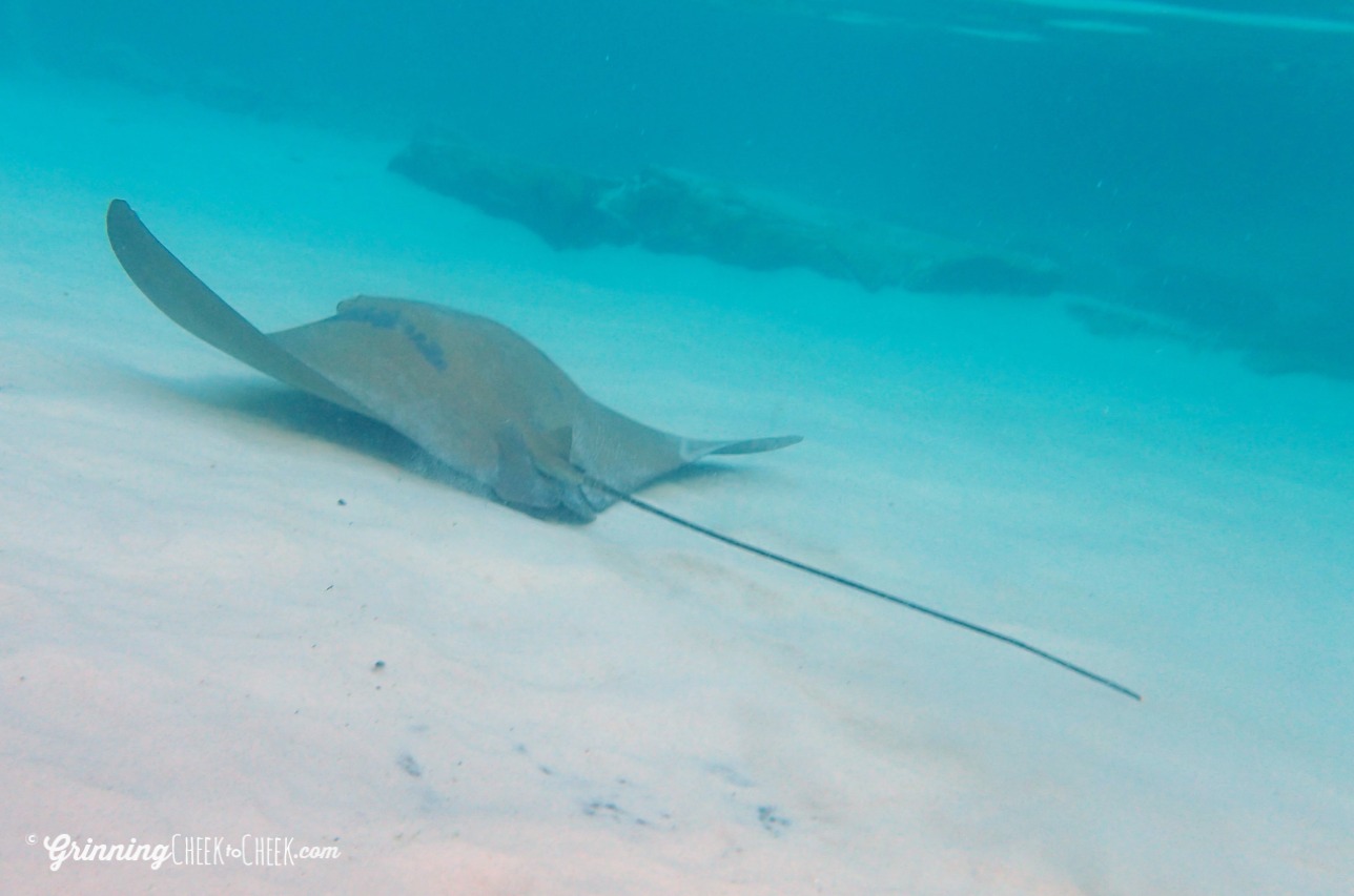 Stingray Swimming Discovery Cove