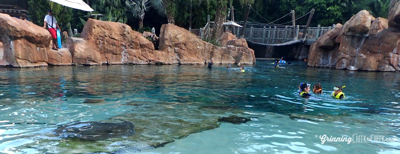 Swimming with Stingrays Discovery Cove