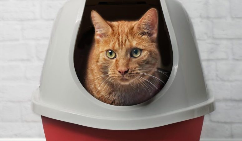 7 Best (Most Affordable) Dust Free Cat Litters in 2020