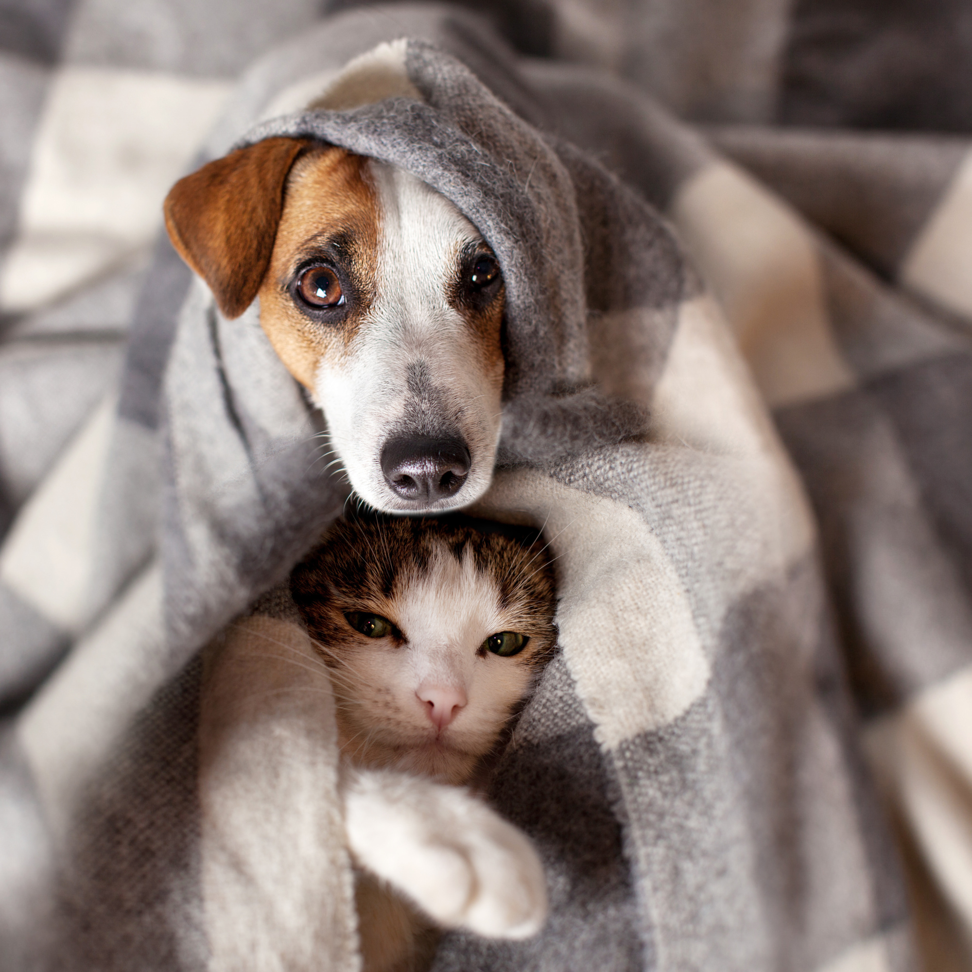 5 Tips To Keep Your Pets Healthy This Winter