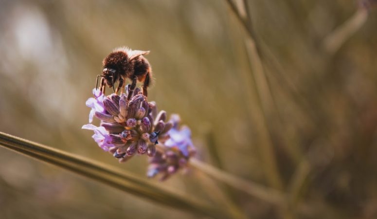 6 Ways to Stay On Top of Household Chores As A Busy Bee